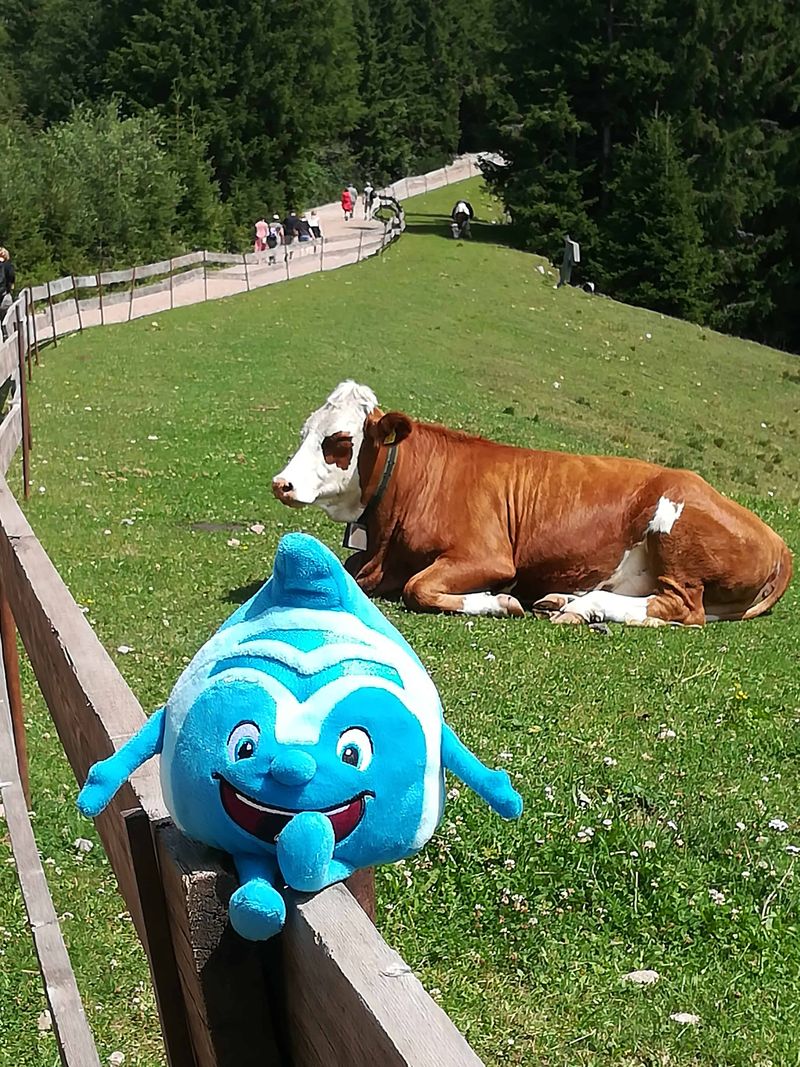 Salinchen @ Skigebiet Meran 2000